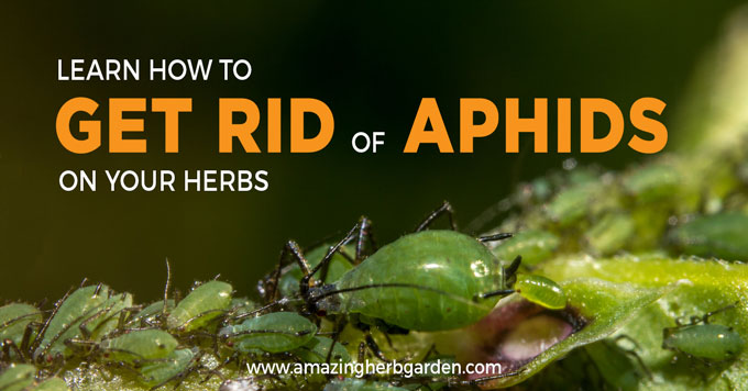 Learn how to get rid of aphids on herbs