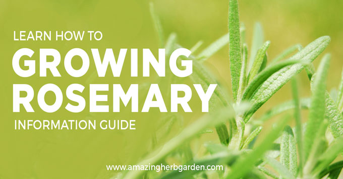 Learn how to grow rosemary information guide