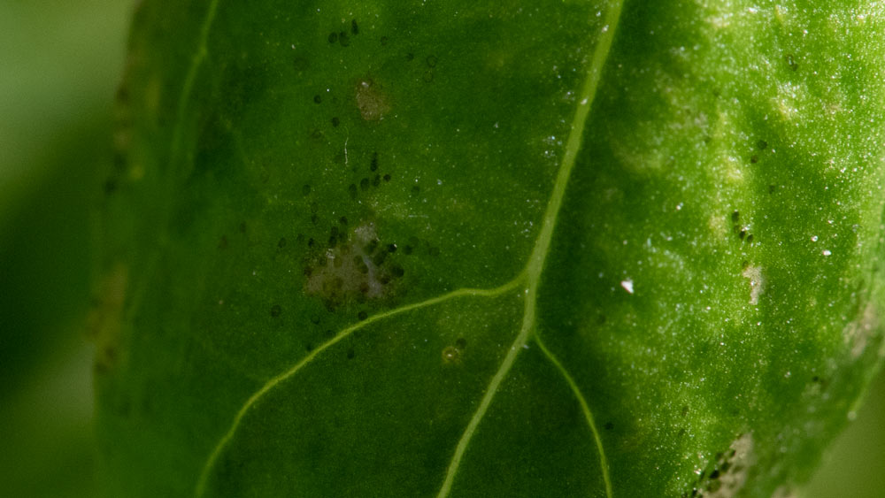 thrips on herbs black spots of faces of thrips