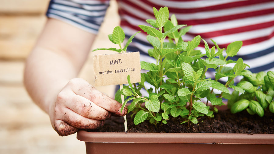 growing your own herbs like spearmint to start - creating an amazing herb garden
